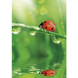 Természet Ladybug A/4 gumis mappa